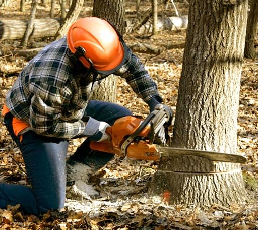 Tree Removal in Tofte, MN